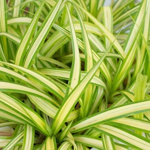 Premium Safed Musli Powder White Musli Powder Safad Mosli -100g