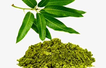 Mango Leaf Powder - আমপাতার গুঁড়ো: বিস্ময়কর স্বাস্থ্য উপকারিতায় ভরা প্রকৃতির এক ভেষজ