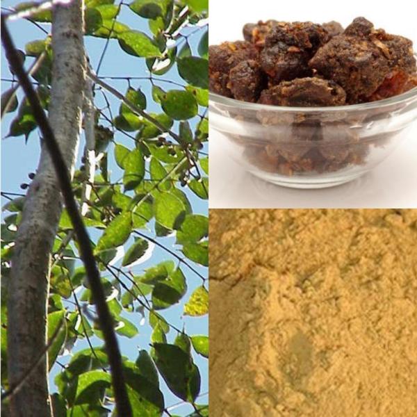 Guggul Powder Commiphora mukul , Guggul Resin Extract, Guggul Gum Powder Superfood- 100g