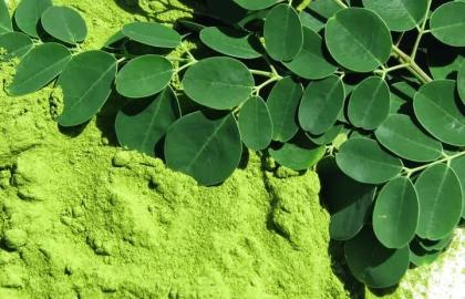 মরিঙ্গা লিফ পাউডার (Moringa Leaf Powder): Sajne Pata Gura দিয়ে Natural Nutrition, Immunity Boost ও Hair Care