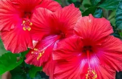 ড্রাইড হিবিসকাস ফুল (Dried Hibiscus Flower): Natural Tea, Hair Care ও Skin Glow-এর গোপন রহস্য