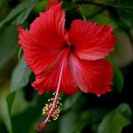 Dry Hibiscus Flower Joba Ful, Sukna Joba Full Sukna Ful - 100g