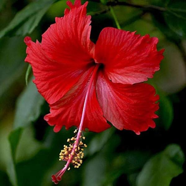 Dry Hibiscus Flower Joba Ful, Sukna Joba Full Sukna Ful - 100g