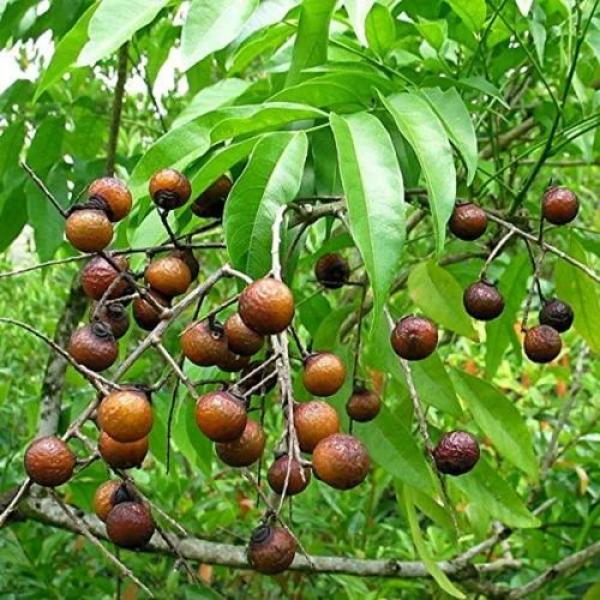 Reetha Soap Nut  Terminalia Chebula High Quality