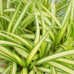 Premium Safed Musli Powder White Musli Powder Safad Mosli -100g