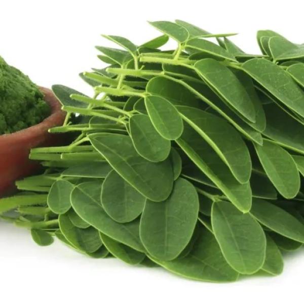 Fresh Moringa Leaves Powder Sajne Pata Moringa Leaf Moringa Pata Powder