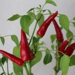 Kashmiri Red Chilli Powder 50g- Red Chili Powder Lal Mirch Powder Morich Gura