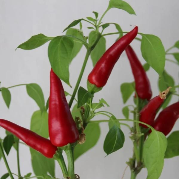 Kashmiri Red Chilli Powder 50g- Red Chili Powder Lal Mirch Powder Morich Gura