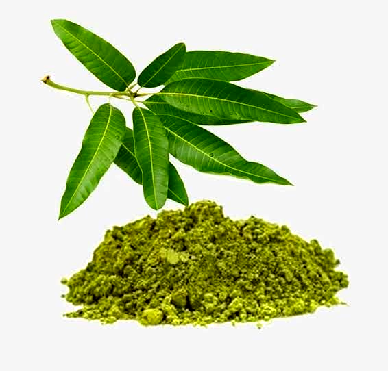 dry-mango-leaves-powder